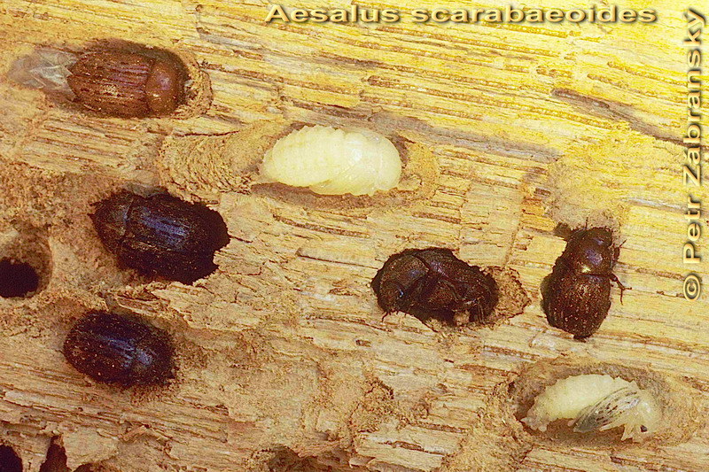 Hirschkäfer Aesalus scarabaeoides, 
 Puppen und Imagines im Holz   Hirschkäfer Aesalus scarabaeoides, 
 Puppen und Imagines im Holz