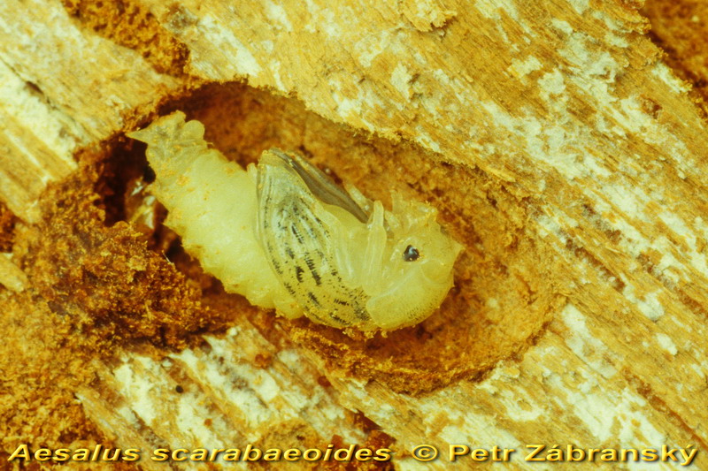 Hirschkäfer Aesalus scarabaeoides, 
 Puppe   Hirschkäfer Aesalus scarabaeoides, 
 Puppe