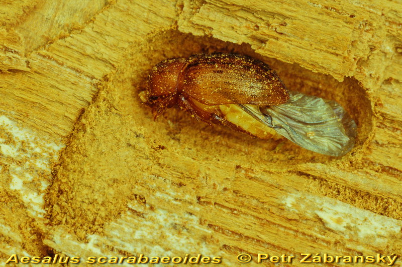 Hirschkäfer Aesalus scarabaeoides, 
 frisch geschlüpfte Imago   Hirschkäfer Aesalus scarabaeoides, 
 frisch geschlüpfte Imago
