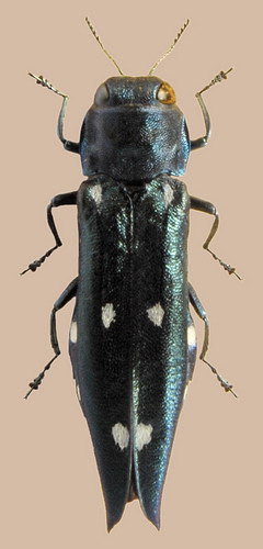Buprestidae: Agrilus guerini Buprestidae: Agrilus guerini