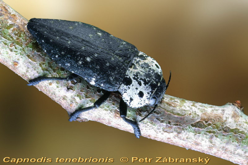 Prachtkäfer Capnodis tenebrionis   Prachtkäfer Capnodis tenebrionis