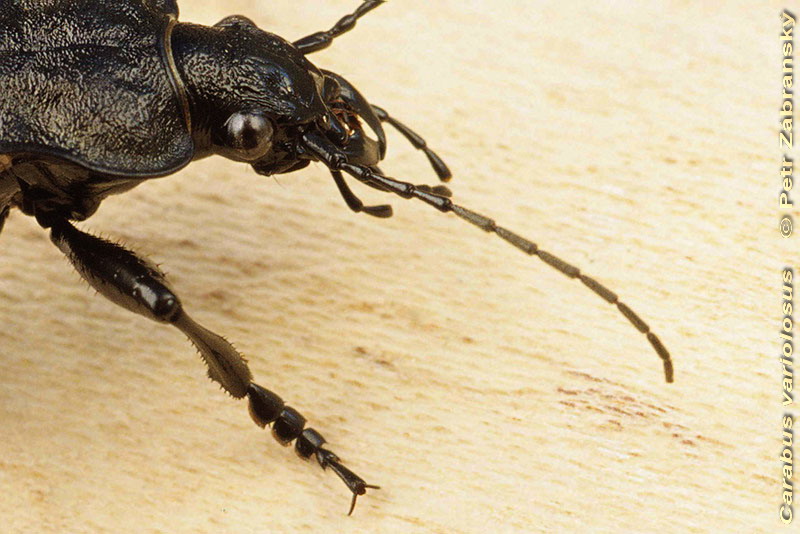  Laufkäfer Carabus variolosus (Coleoptera: Carabidae) 