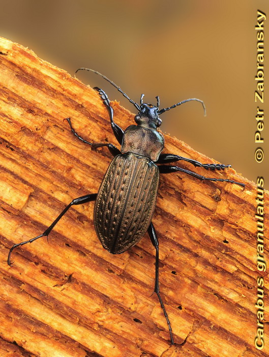 Laufkäfer Carabus granulatus 