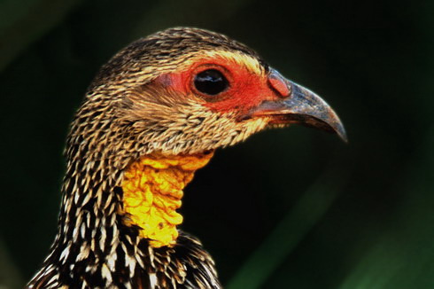 Gelbkehlfrankolin (Francolinus leucoscepus) Gelbkehlfrankolin (Francolinus leucoscepus)