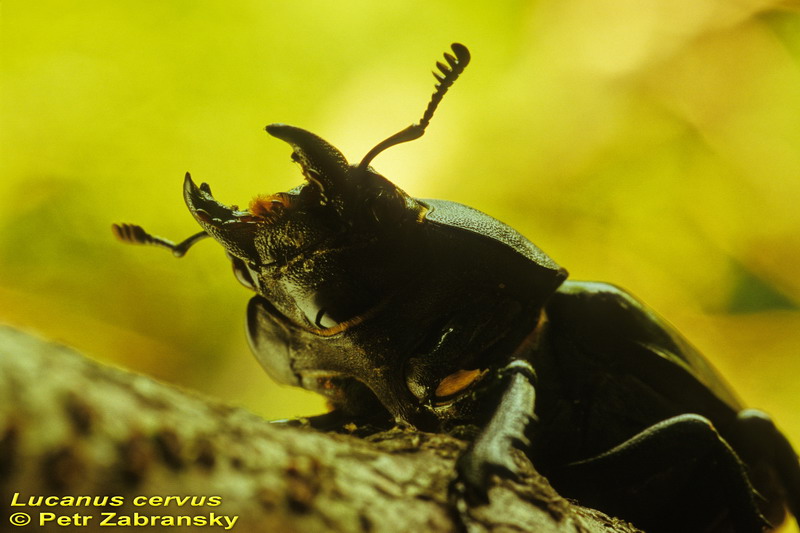 Hirschkäfer Lucanus cervus, Weibchen   Hirschkäfer Lucanus cervus, Weibchen