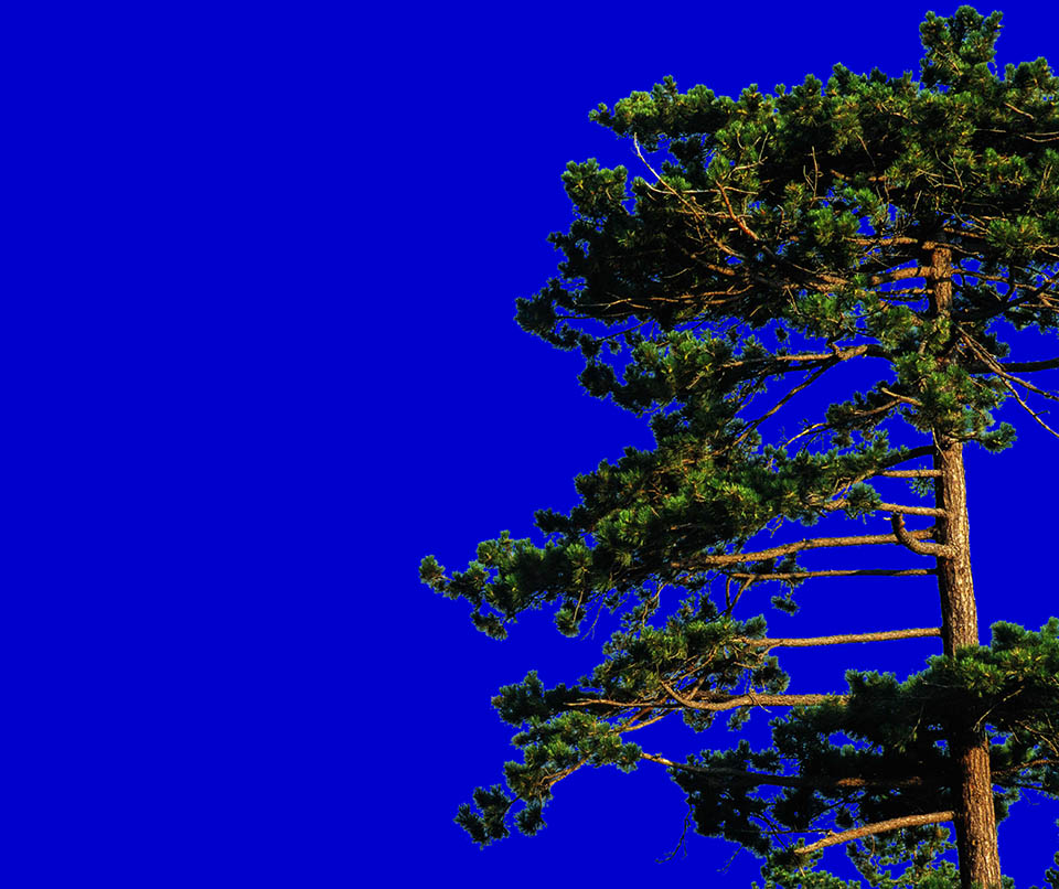  Schwarzkiefer, Pinus nigra 