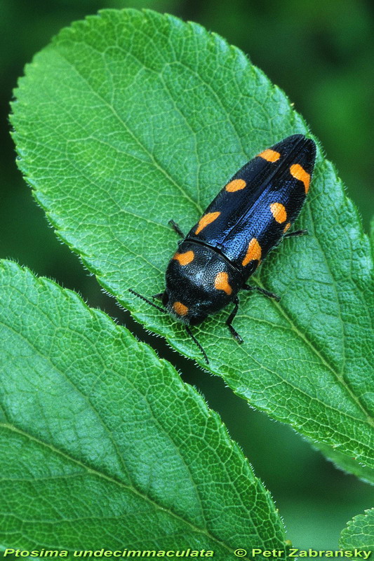  Prachtkäfer Ptosima undecimmaculata (syn. flavoguttata) 