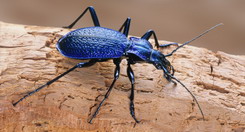  Laufkäfer Carabus intricatus 